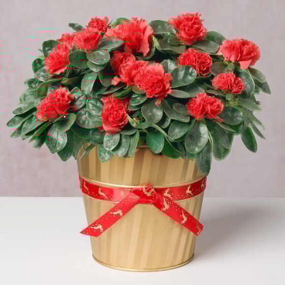 Red Azalea in Gold Festive Pot