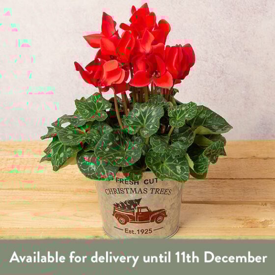 Red Cyclamen in Festive Zinc Pot