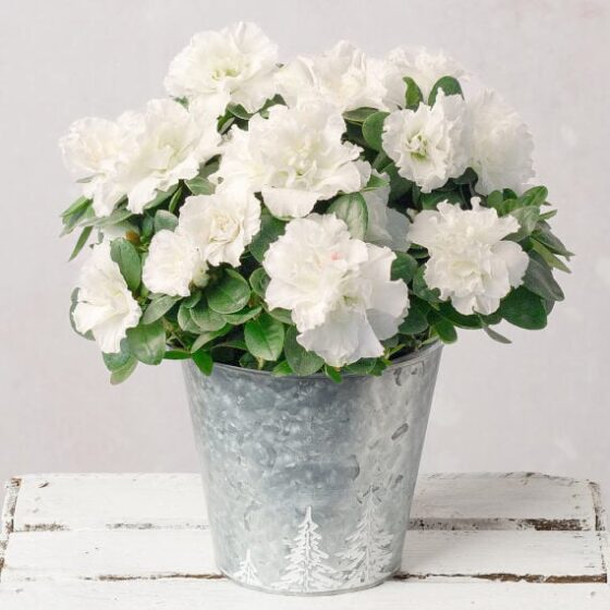 White Christmas Azalea