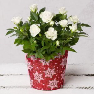 White Rose in Festive Pot