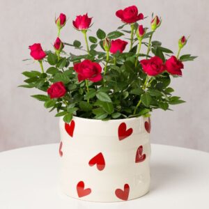 Red Rose Plant in Ceramic Pot
