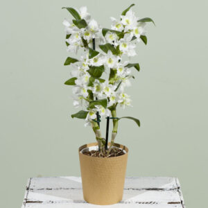 Dendrobium Orchid Plant