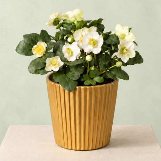 Christmas Helleborus In Gold Zinc Pot
